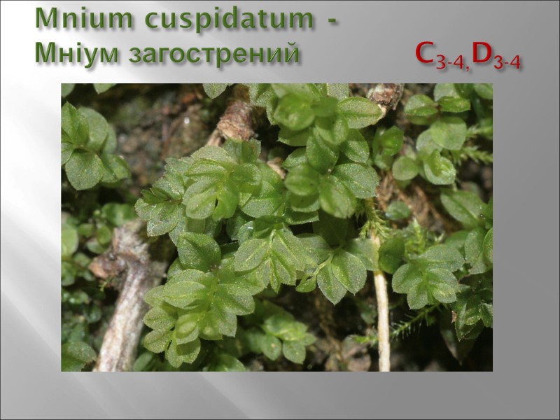 Mnium cuspidatum -  Мніум загострений        